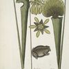 Rana Terrestris, The Land-Frog; Sarracena.