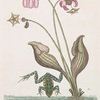 Rana Aquatica, The Water-Frog; Sarracena.