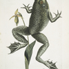 Rana maxima, The Bull-Frog; Helleborena, The Lady's Slipper of Pennsylvania.