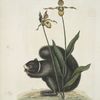 Sciurus Niger, The Black-Squirrel; Calceolus, The Lady's Slipper.