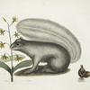 Viscum; Sciurus, The Grey Fox-Squirrel.