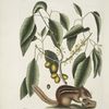 Sciurus, The Ground-Squirrel; Cornus, The Mastick Tree.