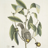 Sciurus Volans, The Flying-Squirrel; Guajacana.