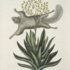 Sciurus, The Flying-Squirrel; Viscum.