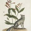 Gentiana, The Indian Pink; Vulpis, The Grey Fox.