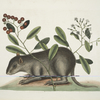 Cuniculus Bahamensis, The Bahama Coney; Pittoniæ.