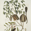 Arbor foliis pinnatis &c., The Mahogany Tree, 1. The flowers, 2.  A cone beginning to open, 3. A cone opened, with its winged seeds as they lie in it, 4. A single seed, 5. One of the parts of the shell of the cone, 6. The core to which the seeds hang, 7. A Plant of Misleto growing on the Mahogany-tree.