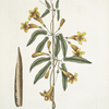Bignonia Americana.