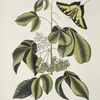 Frutex Viginianus; Papilio caudatus maximus.