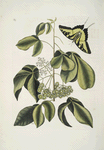 Frutex Viginianus; Papilio caudatus maximus.