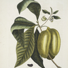 Anona fructu lutescente &c.