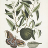 Anona maxima &c.; Phalæna magna, The largest Carolina Moth; The Caterpillar of this Moth.