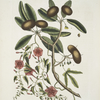 Anona foliis Laurinis, The Sappadillo-Tree; Convolvulus foliis variis &c.