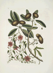 Anona foliis Laurinis, The Sappadillo-Tree; Convolvulus foliis variis &c.