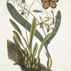 Viscum radice bulbosa; Viscum Caryophylloïdes &c.; Papillio &c.