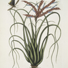 Viscum Caryophylloides &c., The Wild Pine; Locusta Caroliniana.