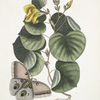 Ketmia, The Mano-Tree; Phalæna fusca &c.