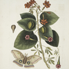 Caryophyllus spurius inodorus &c.;  Convolvulus minor Pentaphyllos &c.; Phalæna ingens, The Great Moth.