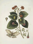 Caryophyllus spurius inodorus &c.;  Convolvulus minor Pentaphyllos &c.; Phalæna ingens, The Great Moth.