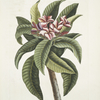 Plumeria.