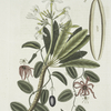 Plumeria &c.; Grandilla &c.