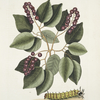 Cerasus &c., Pigeon-Plum; Eruca maxima cornuta, The great horned Caterpillar.