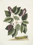 Cerasus &c., Pigeon-Plum; Eruca maxima cornuta, The great horned Caterpillar.