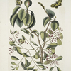 Mancanilla Pyri facie, The Mancaneel-Tree; Viscum foliis latioribus; Papilio medius &c.
