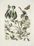 Mancanilla Pyri facie, The Mancaneel-Tree; Viscum foliis latioribus; Papilio medius &c.