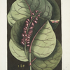 Prunus maritima racemosa, The Mangrove Grape-Tree; Phalæna Caroliniana &c.