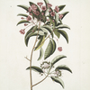 Chamædaphne foliis Tini.