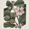 Cenchramidea Arbor saxis adnascens &c., The Balsam-Tree.