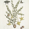 Frutex &c.; Papilio caudatus Carolinianus.