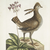 Urogallus minor.