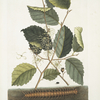 Scolopendra; Hamamelis.