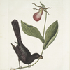 Monedula Tota nigra, The Razor-billed Black-bird of Jamaica; Calceolus &c.