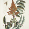 Vespa ichneumon tripilis Pensylvaniensis; Rhus glabrum Panicula speciosa coccinea.