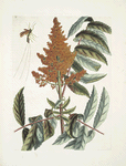 Vespa ichneumon tripilis Pensylvaniensis; Rhus glabrum Panicula speciosa coccinea.