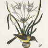 Pica luteo-nigra varia, The Yellow and Black Pye; Lilio-Narcissus Polianthus; Vespa Ichneumon coerulea.