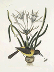 Pica luteo-nigra varia, The Yellow and Black Pye; Lilio-Narcissus Polianthus; Vespa Ichneumon coerulea.