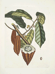 Cacao Arbor, The Cacao-Tree.
