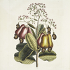 Pomifera &c., The Cushew-Tree.