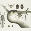 1. Ardea Christata maxima Americana, The largest crested Heron; 2. Stellio aquaticus minor Americanus, The Spotted Eft; 3. Pulex minimus &c., The Chego; 4. Scarabæus &c.; 5. Blatta Americana, The Cockroach; 6. Blatta maxima fusca peltata; 7. Scarabæus Peltatus.