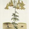 Scarabæus pilularis Americanus, The Tumble-Turds; Lilium &c.