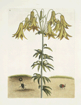 Scarabæus pilularis Americanus, The Tumble-Turds; Lilium &c.