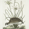 Perdix sylvestris Virginiana, The American Partridge; Lilio narcissus Virginiensis, The Attamusco Lily.