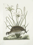 Perdix sylvestris Virginiana, The American Partridge; Lilio narcissus Virginiensis, The Attamusco Lily.