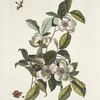 Steuartia; Regulus Cristatus; Vespa Ichneumon.