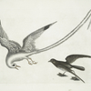 Avis Tropicrtum, The Tropick-Bird; Larus minimus marinus &c., The Storm-Finck, or Pittrel.