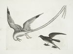 Avis Tropicrtum, The Tropick-Bird; Larus minimus marinus &c., The Storm-Finck, or Pittrel.